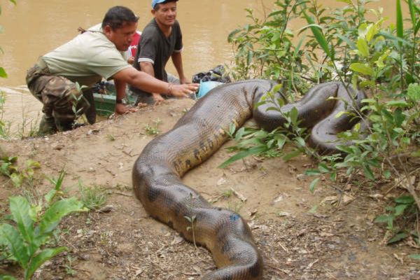 Deep Yasuni Wildlife Experience