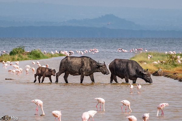 Through The Rift Valley Serena
