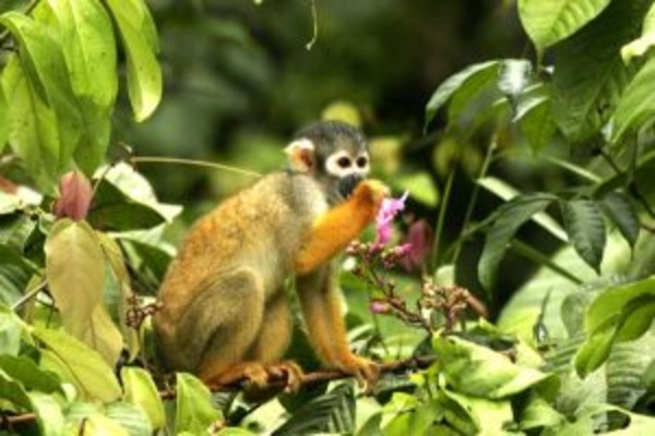 Ecuador 360 Tour Andes, Amazon, and Galapagos Exploration