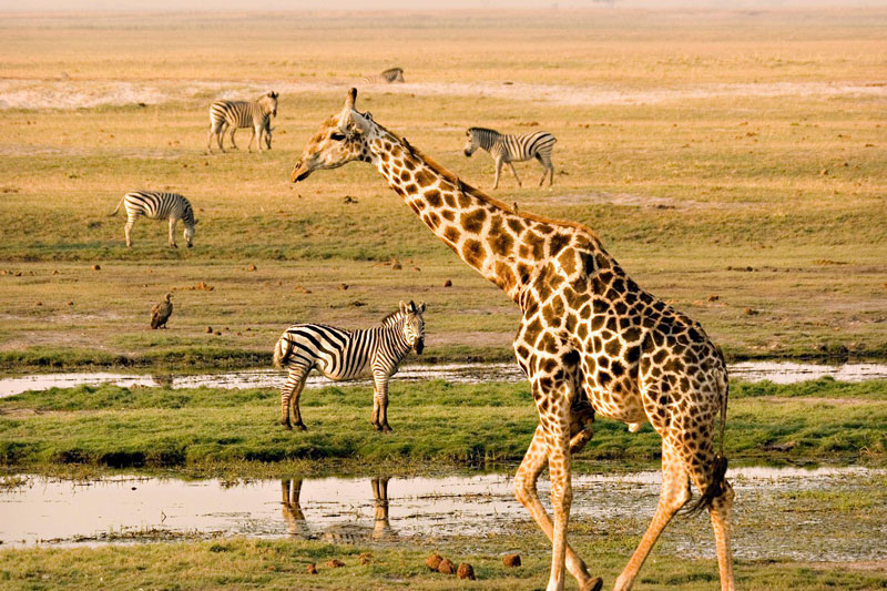 Best of Botswana Package Kasane-Maun