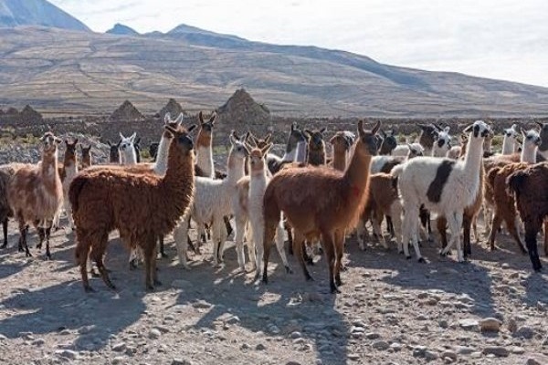 Extreme Puna Jujuy