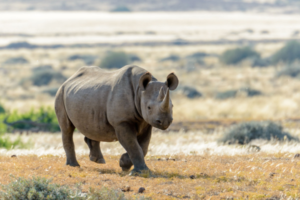 Namibia Northern Odyssey