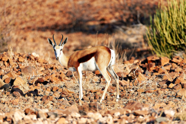 Namibia Northern Odyssey