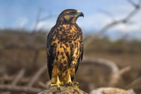 Ecuador 360 Tour Andes, Amazon, and Galapagos Exploration