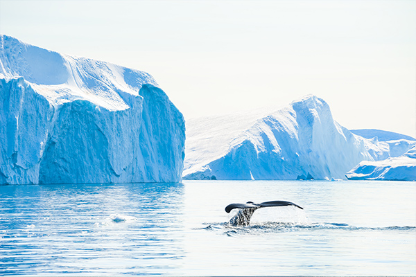 Greenland Hiking Adventure
