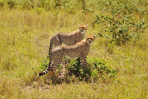 Through The Rift Valley Serena