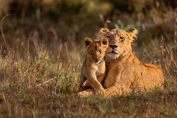 Highlights of Kenya