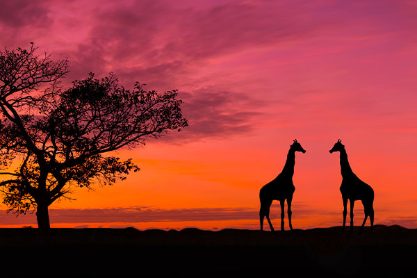 Through The Rift Valley Serena