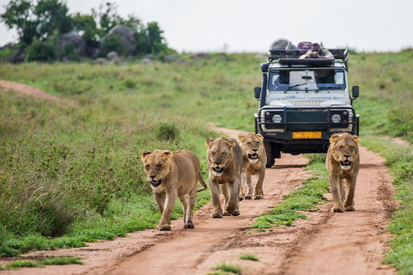 Through The Rift Valley Serena