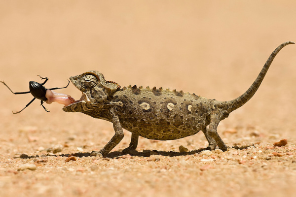 Classic Namibia