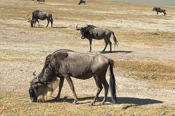 Simba Safari – Tanganyika Wilderness Lodges