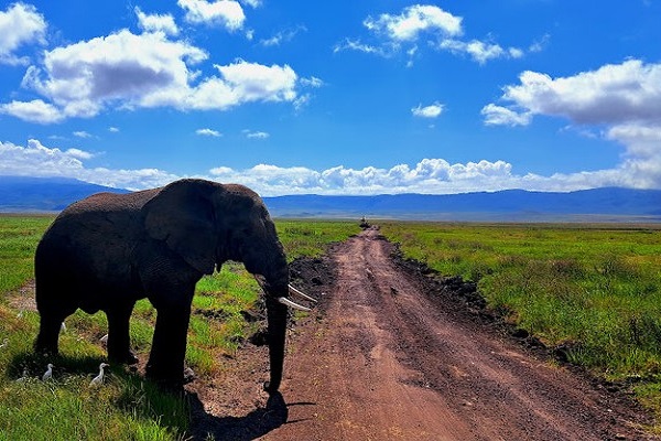 Simba Safari – Tanganyika Wilderness Lodges