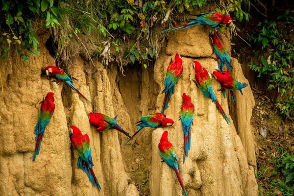 Deep Yasuni Wildlife Experience