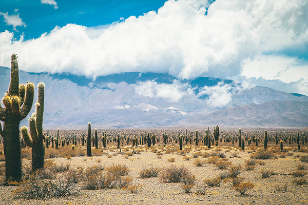 The Essential of Altiplanic Deserts