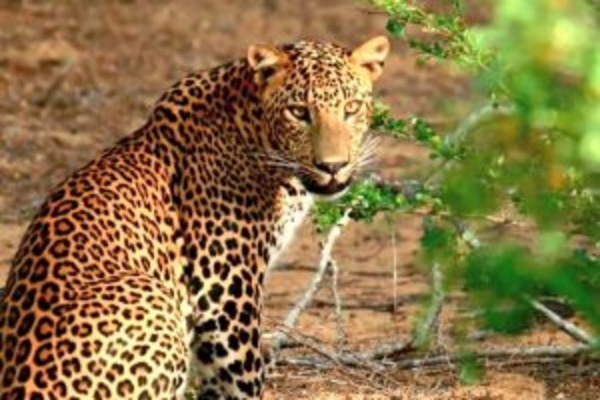 Sri Lanka Wildlife And Beach Tour