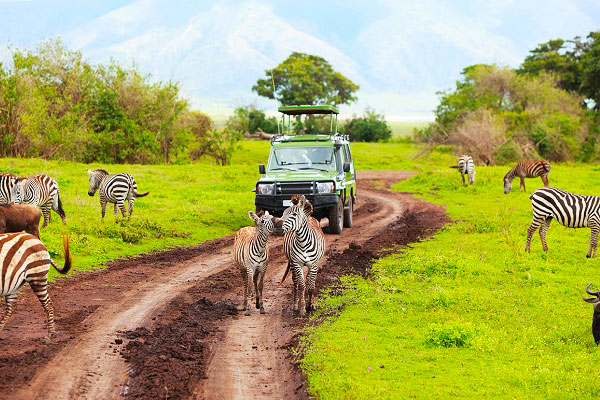 Simba Safari – Tanganyika Wilderness Lodges