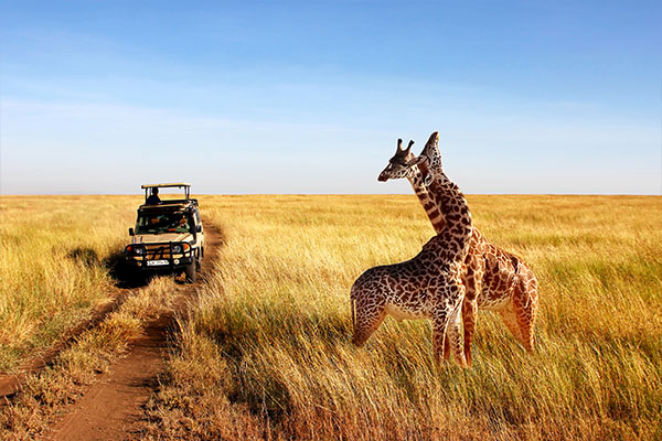 Serengeti and Zanzibar Safari
