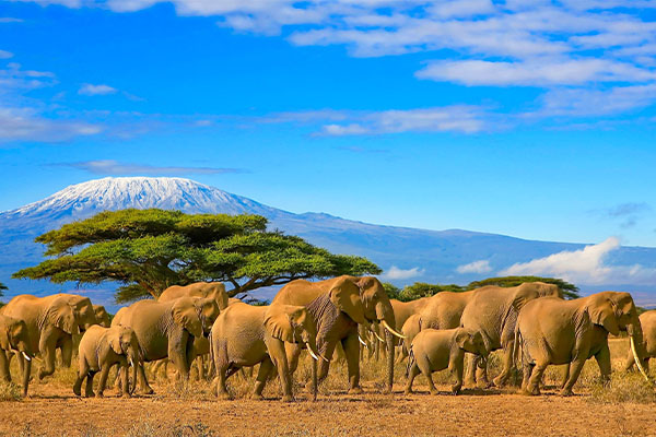 Serengeti and Zanzibar Safari