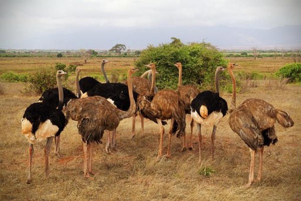Kilimanjaro Safari To Mombasa Coast