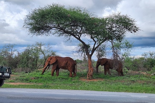 Kilimanjaro Safari To Mombasa Coast