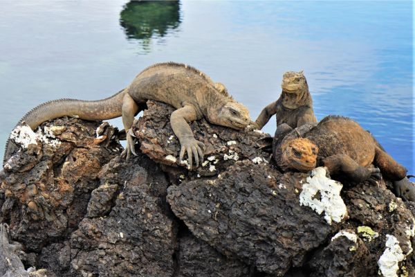 The Best Of Ecuador and Galapagos