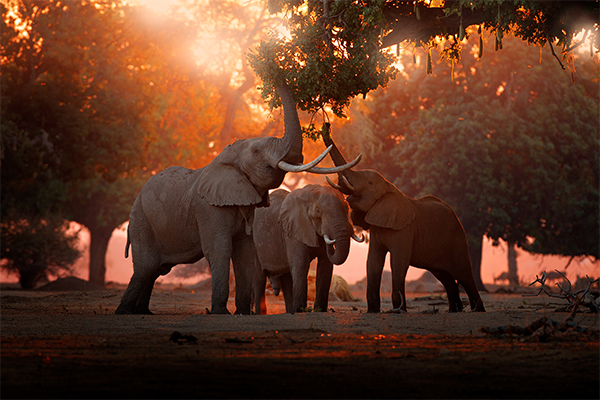 Zimbabwe Victoria Falls and Hwange
