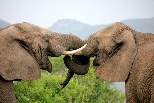Through The Rift Valley Keekorok
