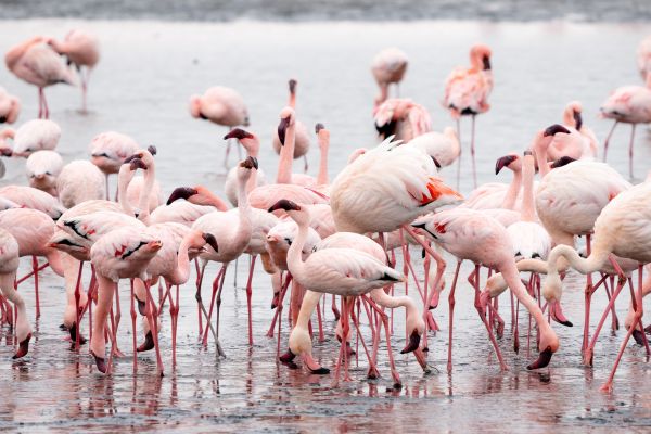 Namibia Northern Odyssey