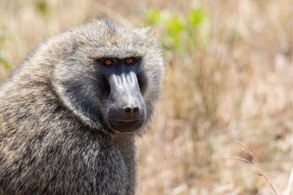 Biodiversity, Conservation and Sustainability in Ghana