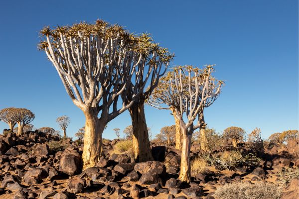 Namibia Sossusvlei Desert Adventure - From Windhoek