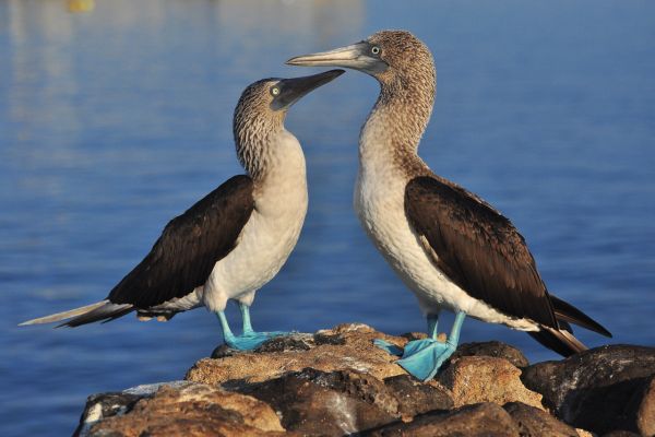 Galapagos Safari