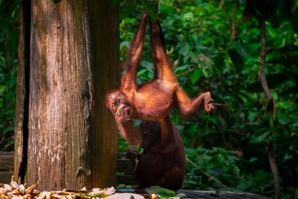 Kuala Lumpur and Borneo