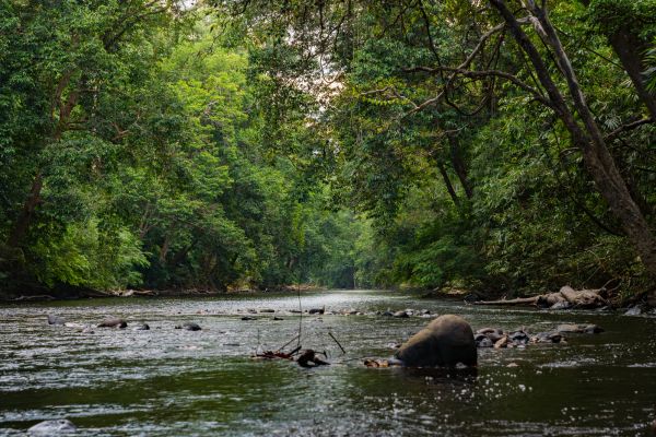 Immerse Taman Negara