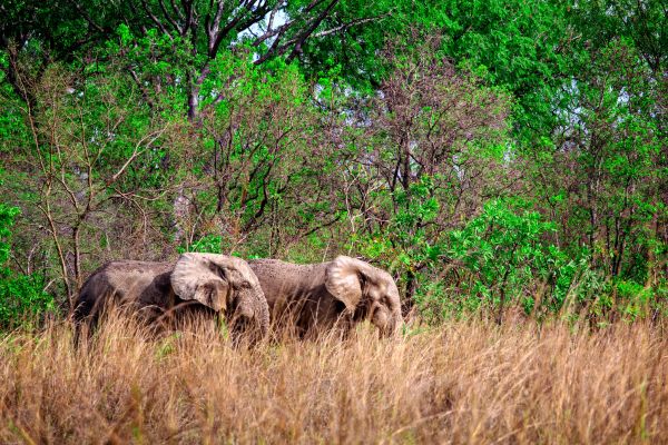 Biodiversity, Conservation and Sustainability in Ghana