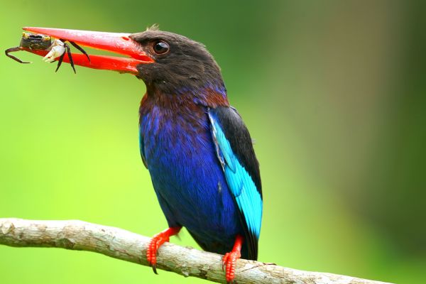 Biodiversity, Conservation and Sustainability in Ghana