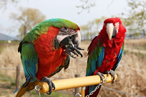Biodiversity, Conservation and Sustainability in Ghana