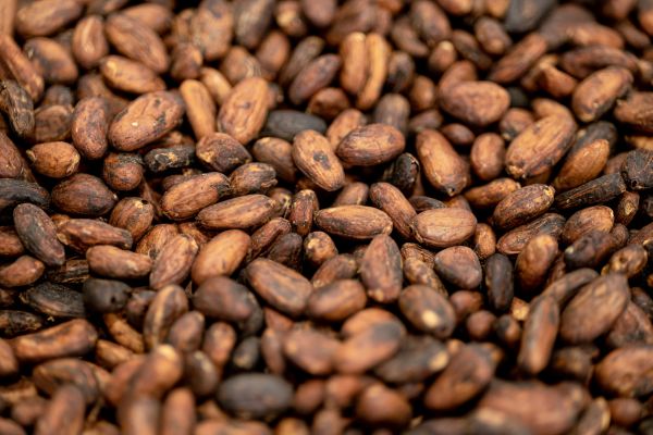 Cocoa Trail and Chocolate Experience